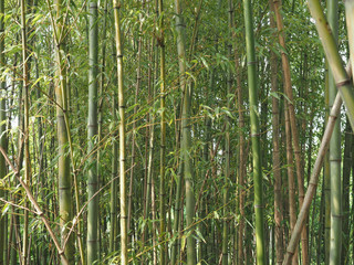 bamboo tree (Bambusoideae) background