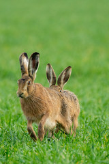 Brown hares (Lepus europaeus) chasing