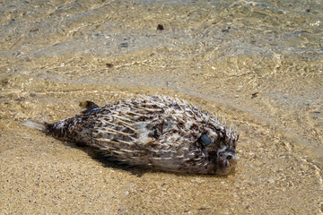 Puffer fish washed up on a beach in Mauritius.