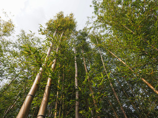 Fototapeta premium bamboo tree (Bambusoideae) background