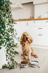 English cocker spaniel dog eating food from ceramic bowl