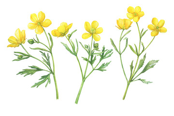 Set of the yellow flower meadow buttercup (known as Ranunculus acris, sitfast, spearworts or water crowfoots). Watercolor hand drawn painting illustration isolated on white background