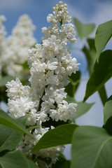 Lush white lilac with green leaves blooms in the garden against a clear blue sky