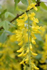 Yellow acacia flowers caragana arborescens in the garden on a blurred background