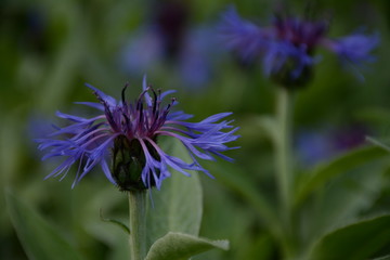 Blue cornflowers blooming on the field on a cloudy day