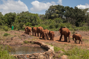 Plakat Nairobi, Kenya : orphaned baby elephants in David Sheldrick Wildlife Trust conservation center