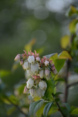 Small white flowers of a bush of a blueberry blossom in the spring