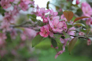 flowering trees in the garden