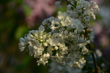 Branch with white lilac flowers on a blurry background of pink lilac