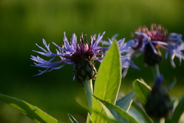 Two blue cornflowers on a summer field