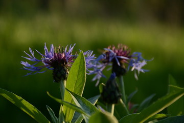 Obraz premium Blue cornflowers bloom in the open. Blurred background