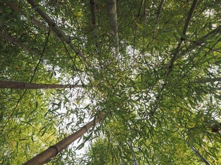 bamboo tree (Bambusoideae) background