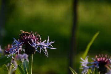 A bee collects nectar on a blue cornflower on a blurry green background
