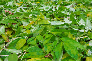 Fall bright green leaves background. Dead green leaves from tree