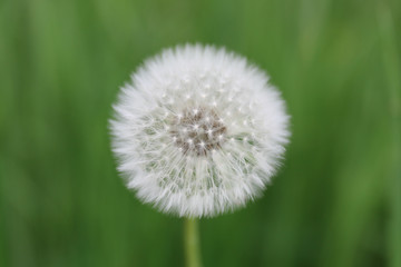 white dandelion against the background of green grass