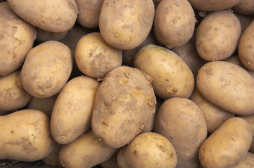 Close-up of some freshly harvested brown potatoes from the ground
