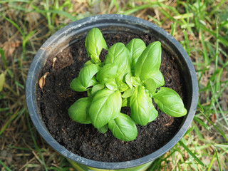 basil (Basilicum) plant in a pot