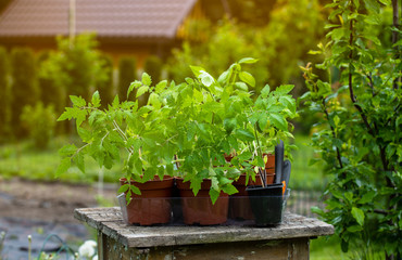 Seedlings on a wooden table waiting to be planted in the ground. The concept of fresh home plants.