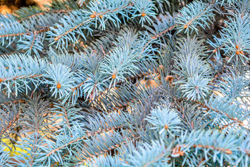 Green prickly branches of fir-tree, pine or spruce tree, close-up photo