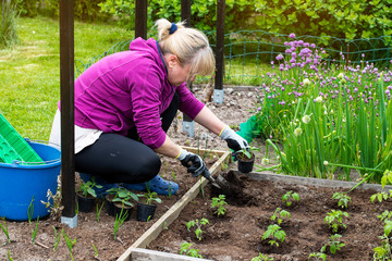 A woman planting new seedlings in a home garden. The concept of running your own garden.