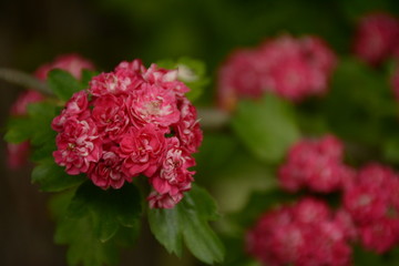 Hawthorn blooms in red small flowers
