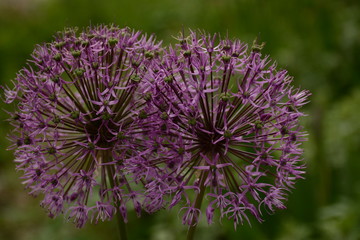 Two blooming ornamental allium giganteum close-up in the garden