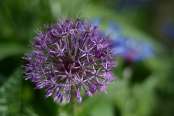 allium giganteum