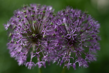 allium giganteum