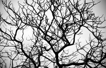 silhouette of a dry tree branches, black and white
