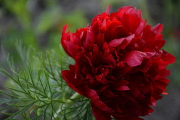 Red paeonia tenuifolia blossomed outdoors in the garden