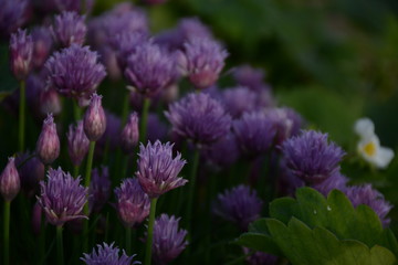 Purple allium, strawberries bloom in the open air in the garden