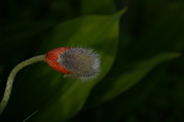Red poppy flower preparing to blossom open air