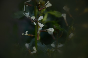 Arugula with green leaves blooms with white small flowers in the open