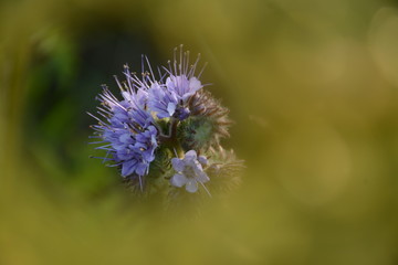Fluffy violet phacelia flower close-up in morning fog with sun glare