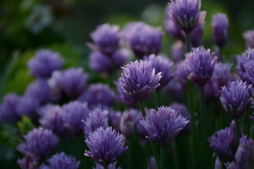 Purple allium blooms in the open air in the garden
