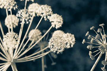 Yellow fennel flowers illuminated in the light of dawn, as if we saw fireworks