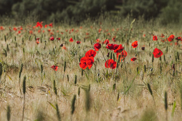 Fototapeta premium Poppies at sunrise in a wheat field with green and golden ears
