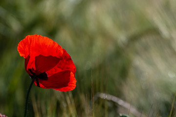 Poppies at sunrise in a wheat field with green and golden ears