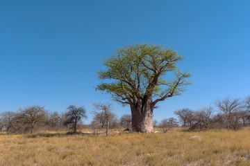Baines baobab from Nxai Pan National Park, Botswana