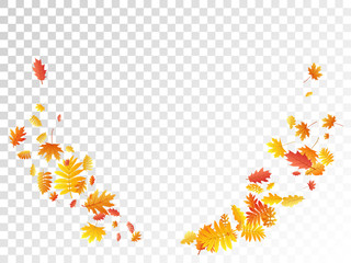 Oak, maple, wild ash rowan leaves vector, autumn foliage on transparent background.