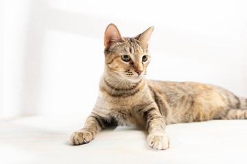 Obraz premium Tabby cat on white background