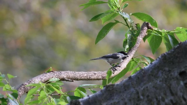 Black-capped Chickadee Lands on Branch and Spins Around Before Flying Off
