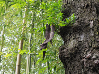 carob tree (Ceratonia siliqua)