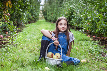 yang girl with basket full of ripe apples in a garden or farm near trees.