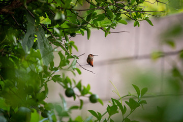 Hummingbird with eyes open facing to the right