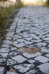 Formigueiro no passeio