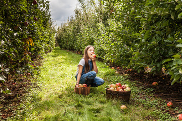 Naklejka na ściany i meble yang girl with basket full of ripe apples in a garden or farm near trees.