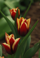 Yellow-red decorative tulips in the garden (cultivar Triumph Gavota ).