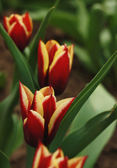 Yellow-red decorative tulips in the garden (cultivar Triumph Gavota ).