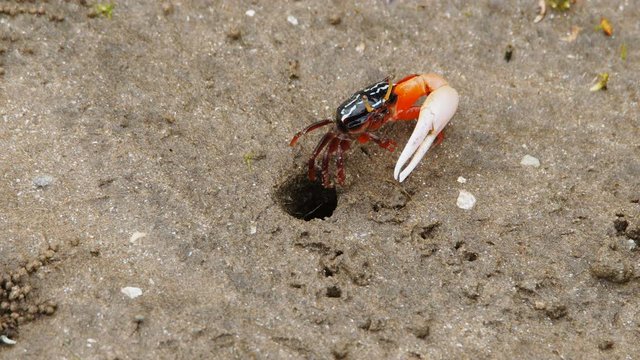 A fiddler crab or calling crab at the mangrove forest during lowtide.